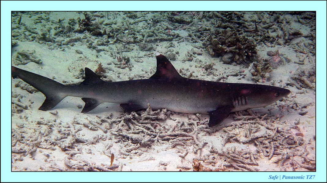 2011 - 08 - Borneo - Sipadan 117
